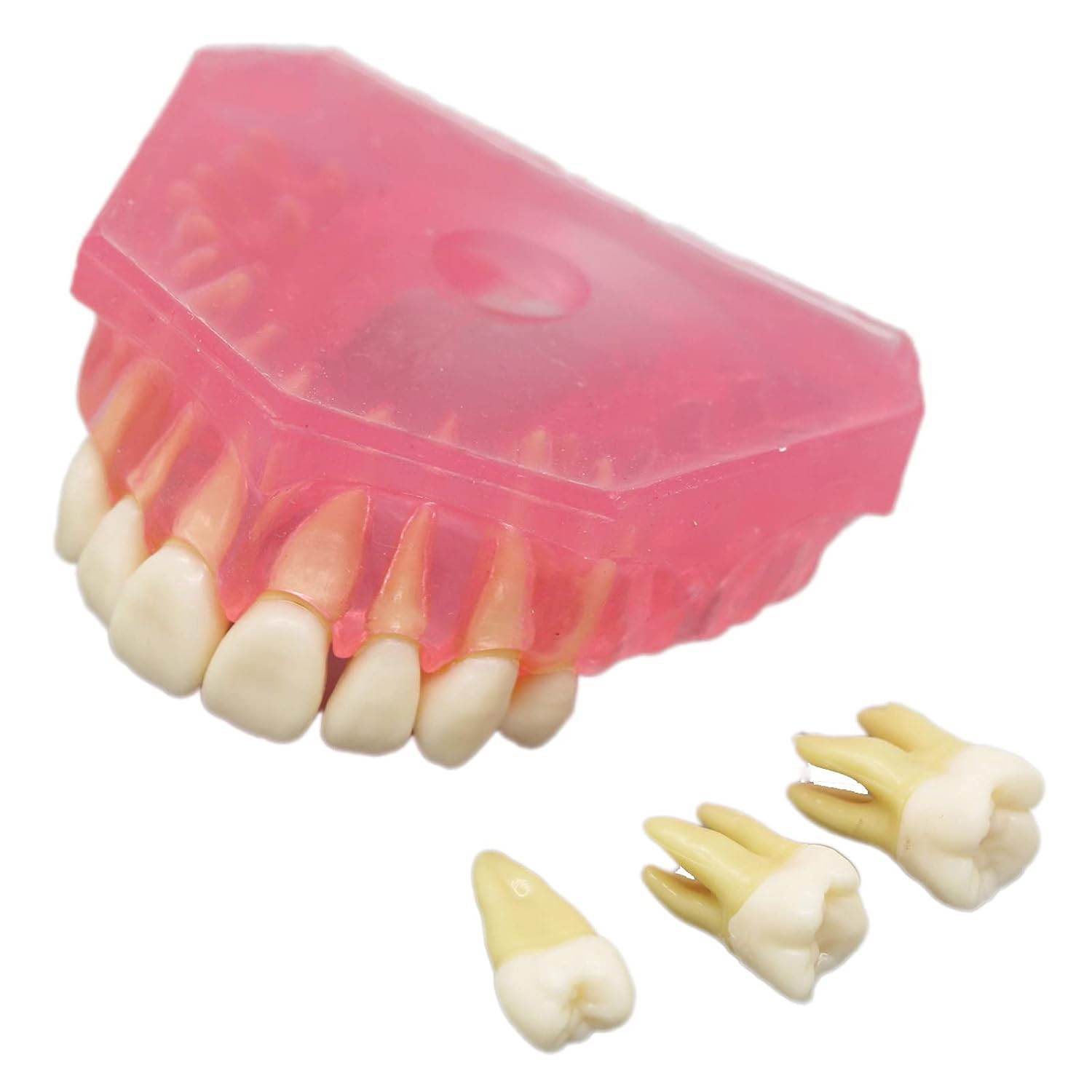 Dental Demonstration Teeth Model – Standard Study Teaching Dental Mode with All