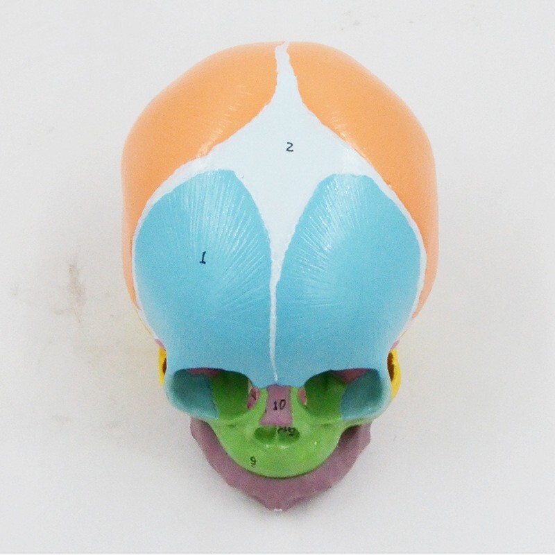1:1 Size Medical Science baby infant Skull Anatomical Model
