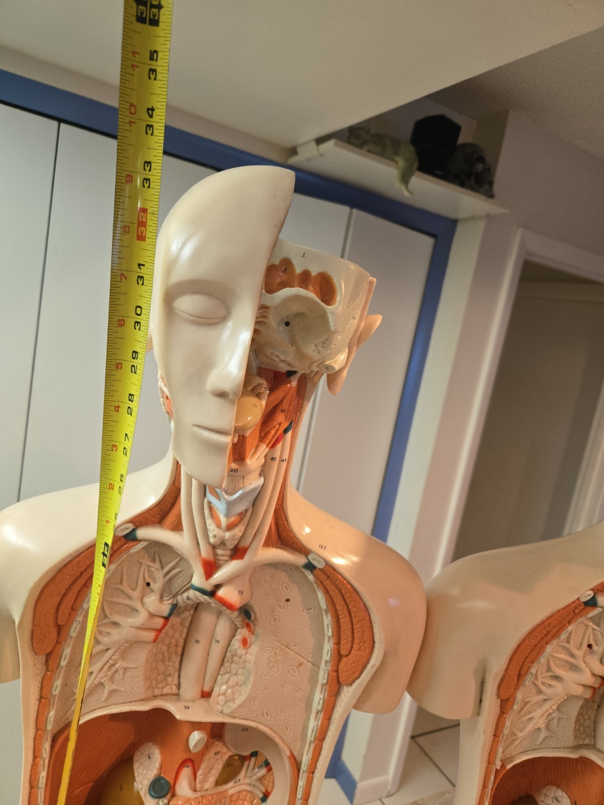 2 Qty Denoyer Geppert Anatomy Human Body Teaching Medical Torso Model. AS-IS