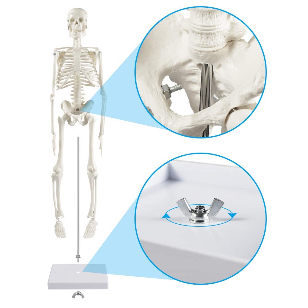 Human Skeleton Model for Anatomy: 17” Human Skeleton Model with Movable Arms …