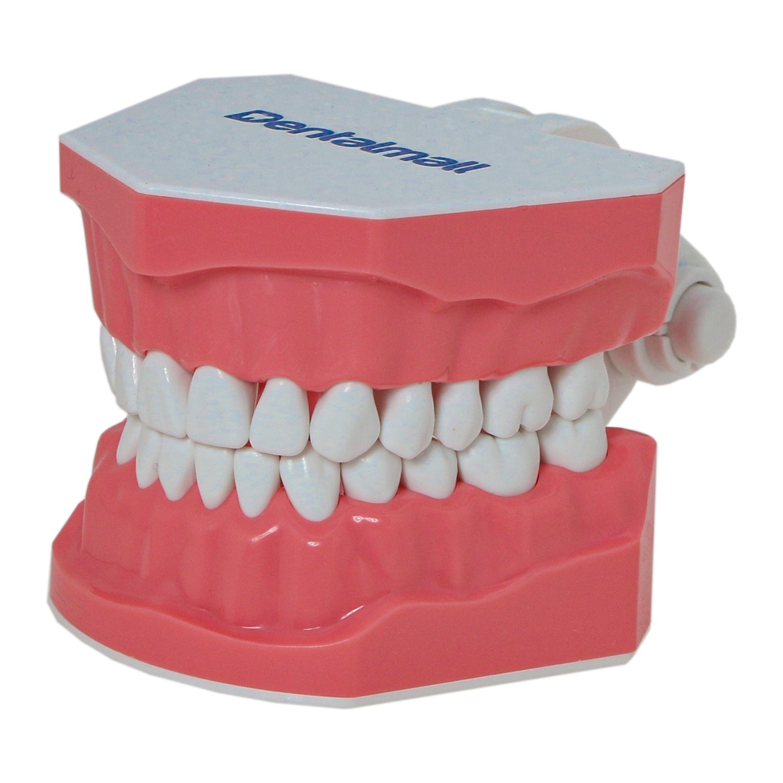 Dental Typodont Orthodontic Teeth Model with Metal Braces for Brushing Practice