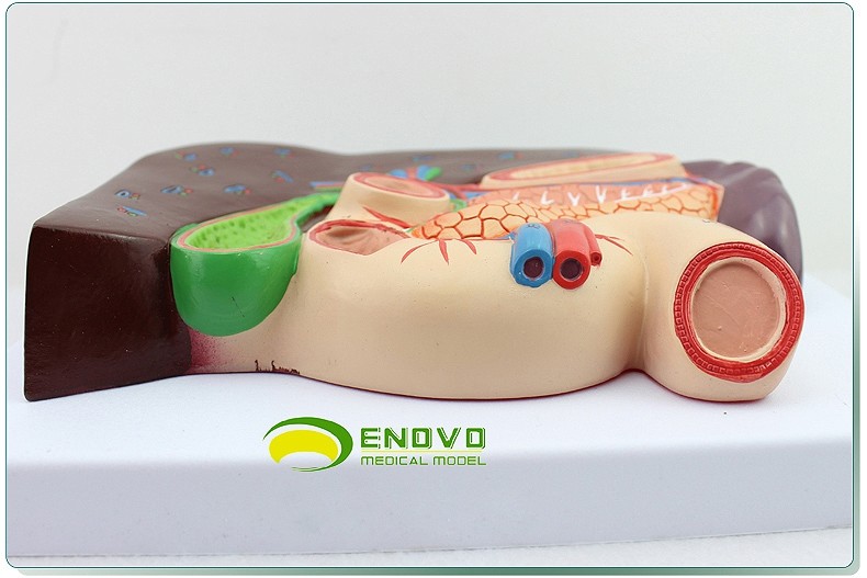 1:1 life size Human Digestive System Model Medical Science Stomach Anatomy