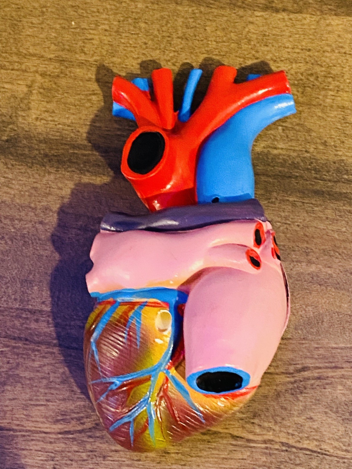 Model Anatomy Professional Educational Medical Heart Model