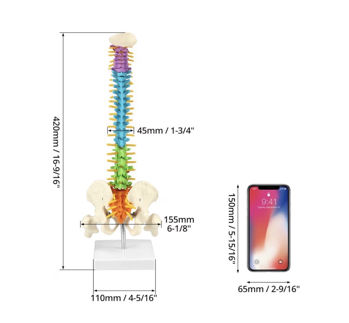 18″ Flexible Human Spine Model w/ Spinal Nerves Pelvis & Thighs Colored Teaching