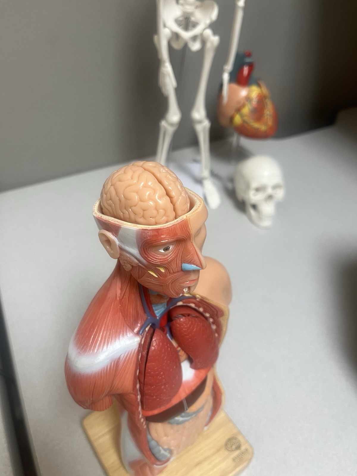 EVOTECH Scientific Human Anatomy Model Bundle Torso Skeleton Heart Brain Set