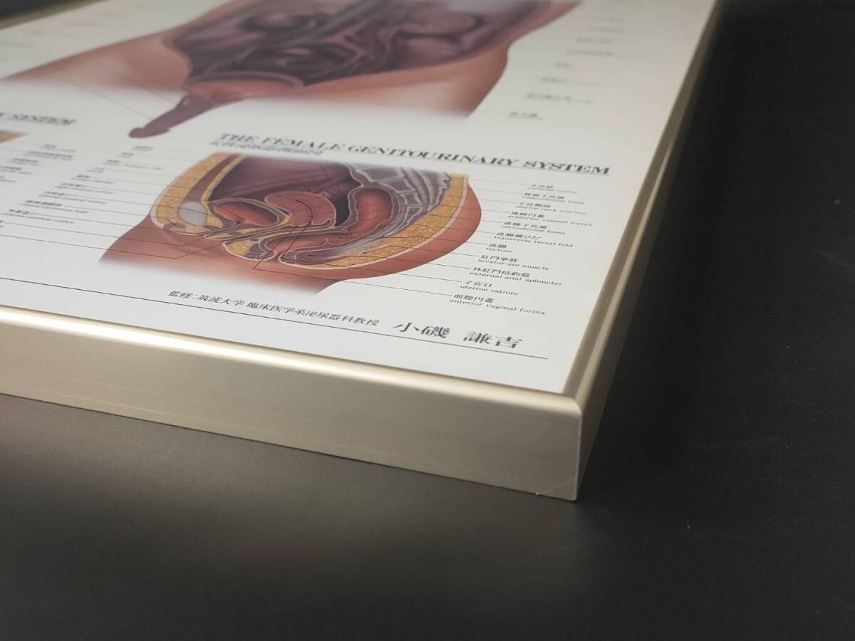 The Urinary System Framed Medical Anatomical Poster, 20×14.5 in Wall Diagram