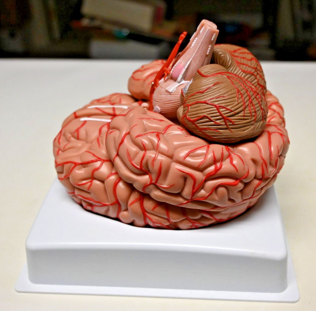 Life Size Human Brain 8 Part Anatomical Model Science Teaching Medical
