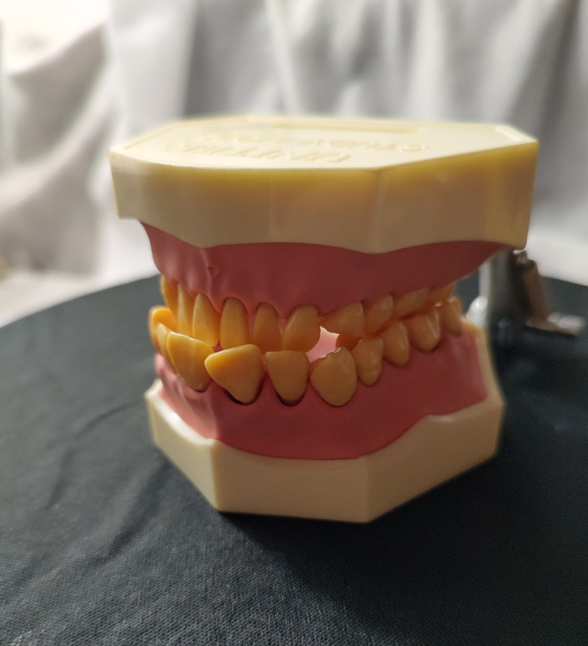 Halloween Scream Creepy Decor – Unitek Dental Teeth Model