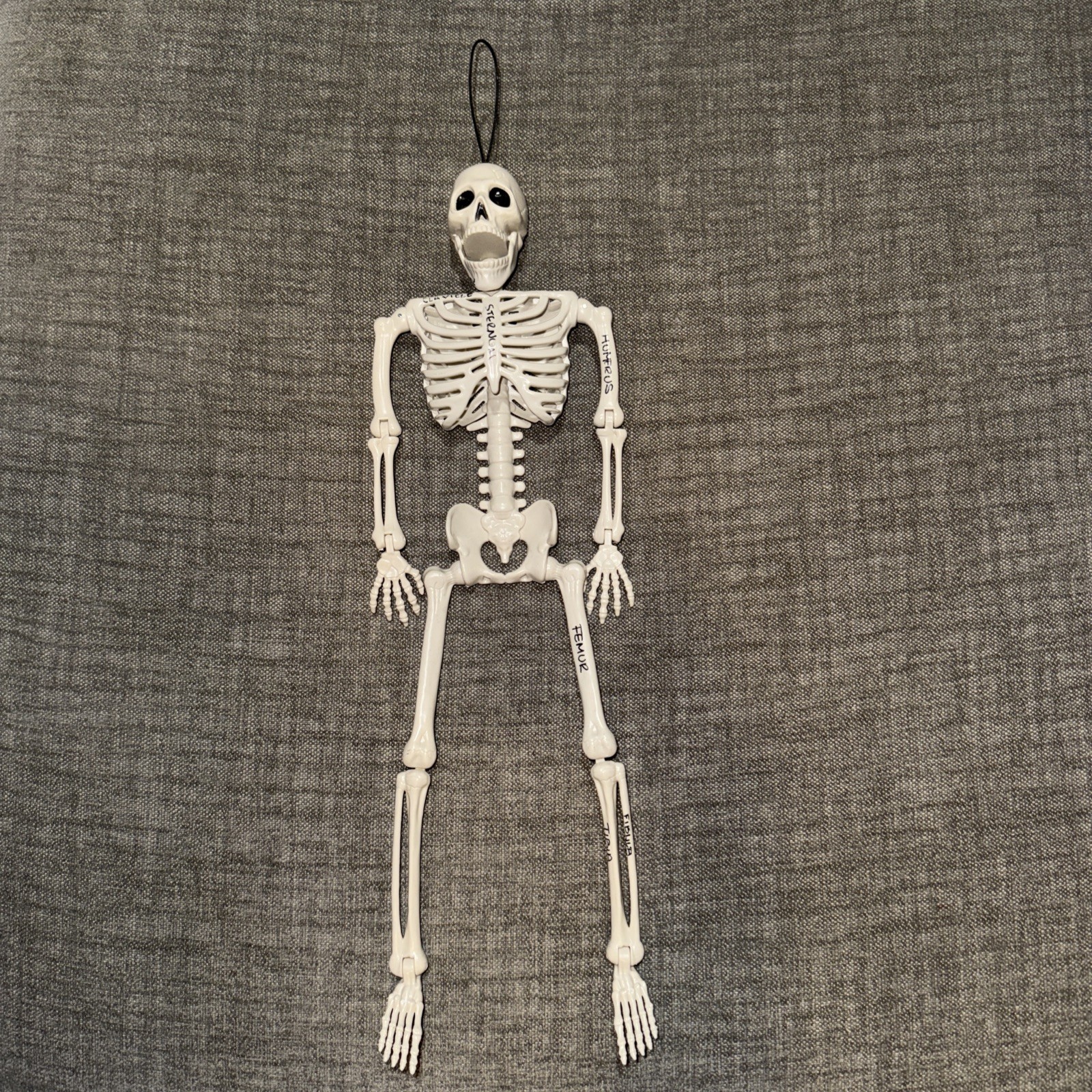 Human Model Skeleton Plastic Anatomical Moving Joints 16″ Halloween Educational