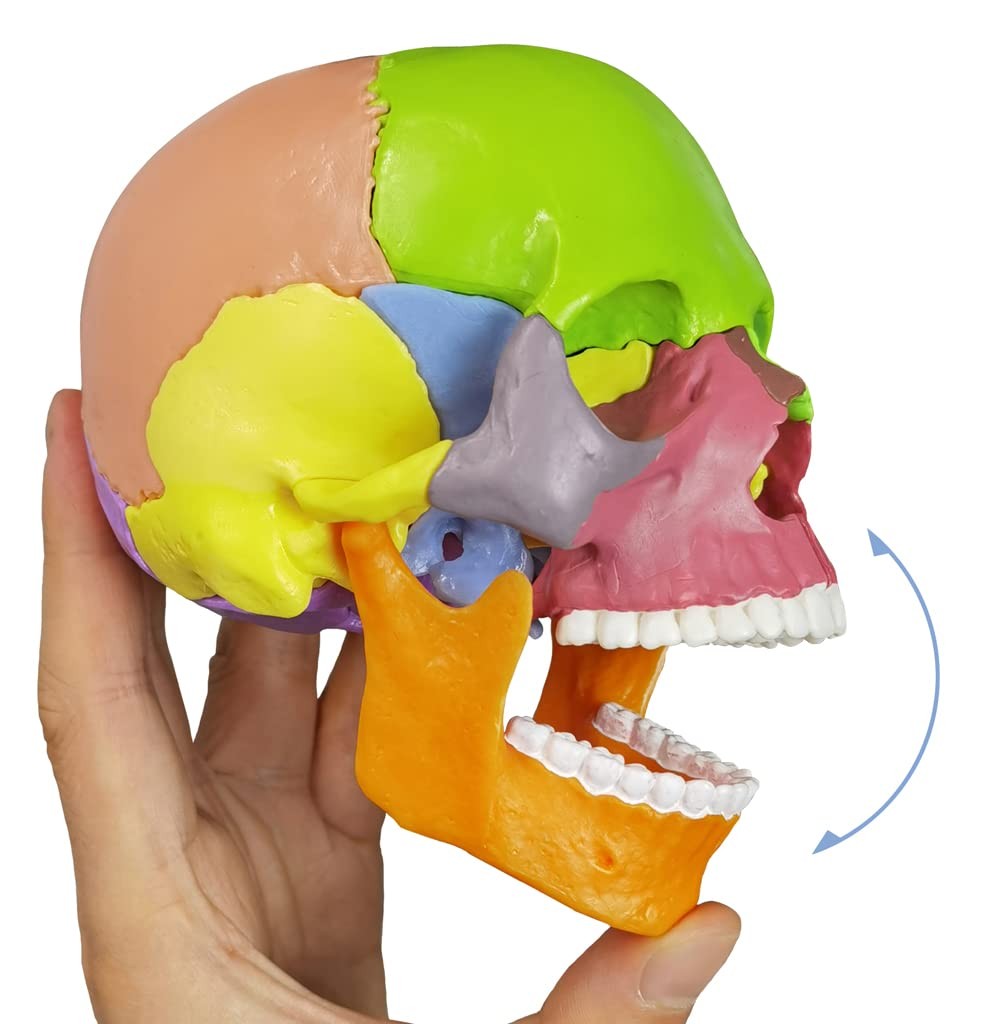 15-Parts Puzzle Anatomy Skull Model,Colorful Medical Brain Model,Human Anatom…