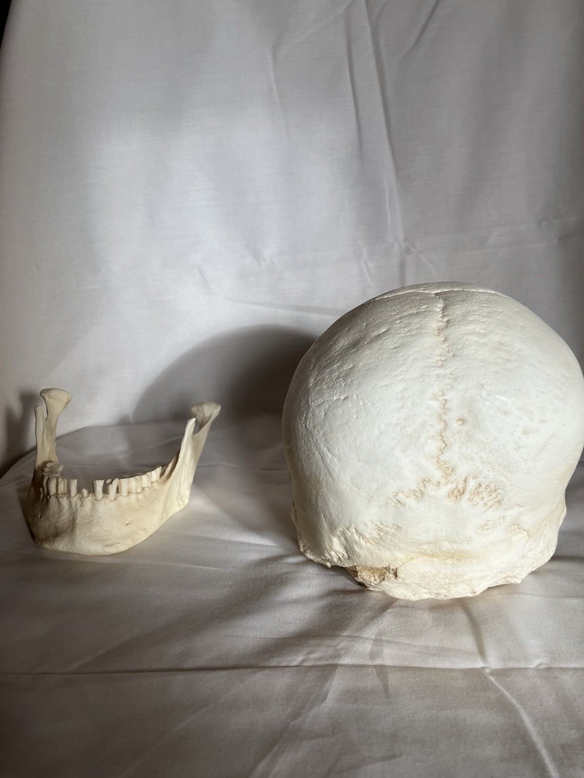 France casting southwestern indigenous skull replica