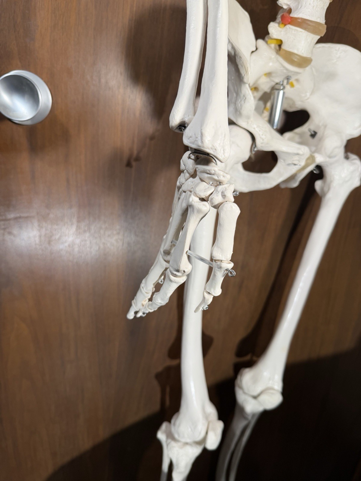 Life Size Human Anatomy Skeleton Hanging Medical Model w/ Spine Nerves