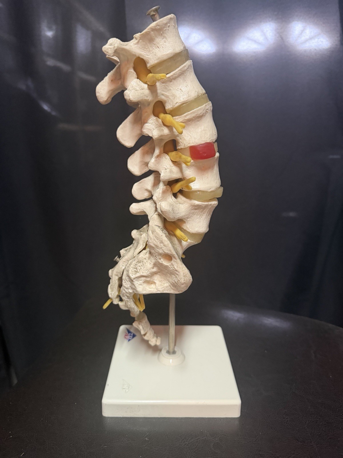 Vintage Scientfic Anatomical Articulating Spine Made In Germany Unusual