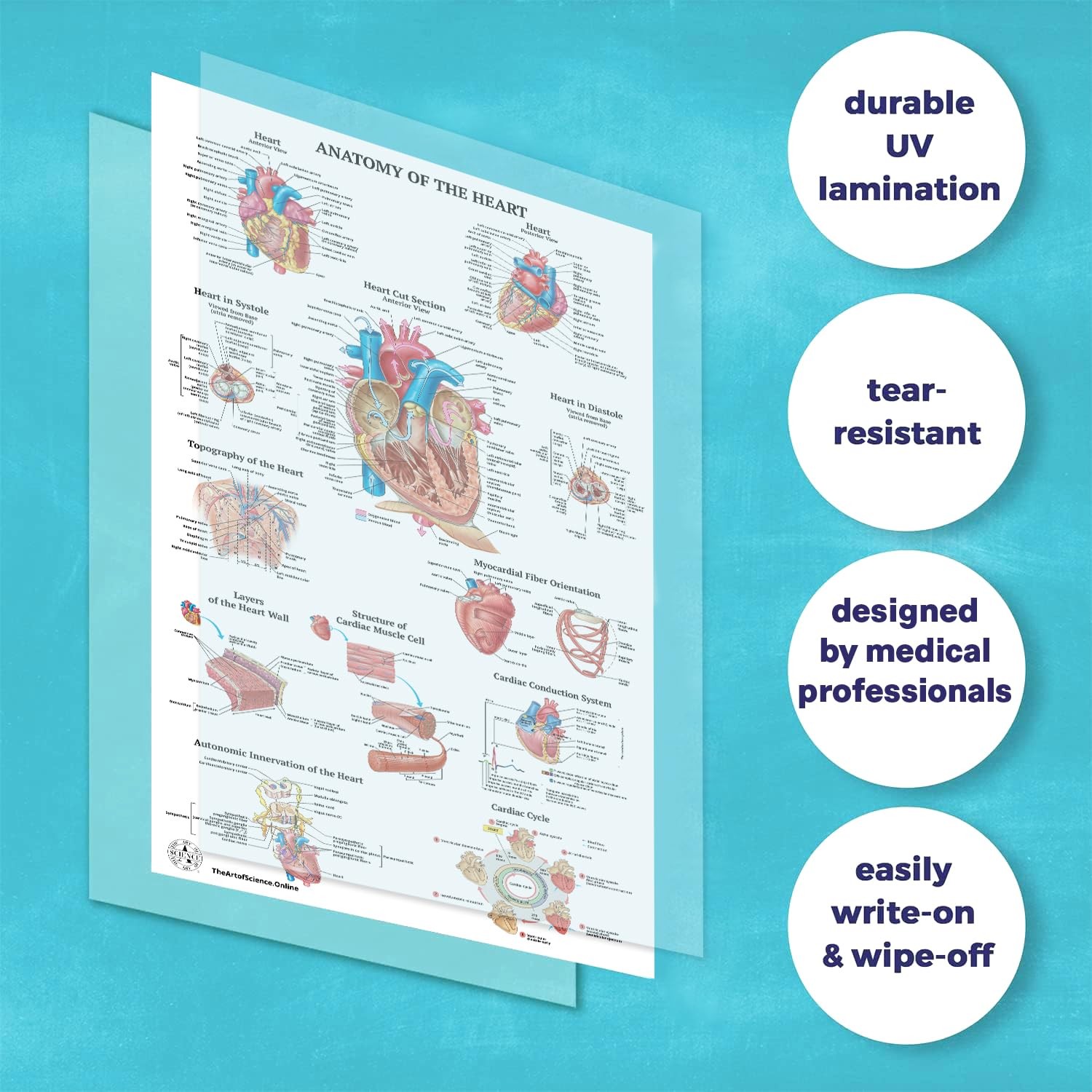 17 Human Anatomy Posters for Walls 18×30 – Medical Posters – Anatomy Charts
