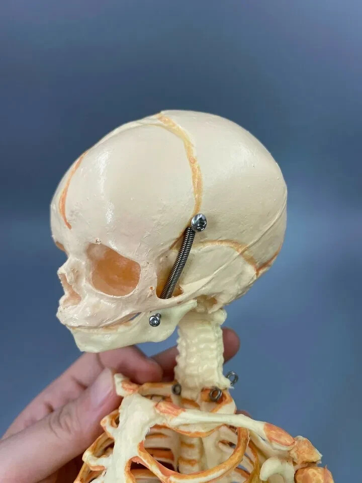 13.7″ Baby Skeleton Model Fetal Model Human Body Teaching Newborn Baby Skull