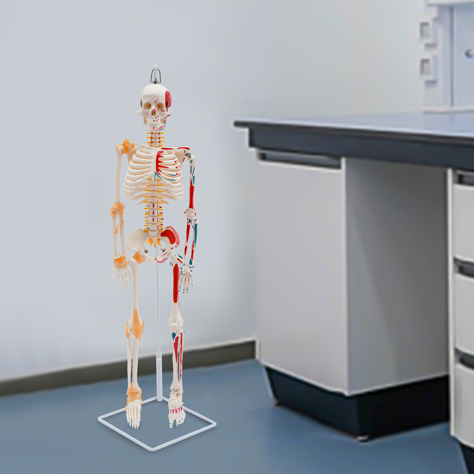 34″ Half Life Size Human Skeleton Model For Doctors’ Office or Anatomy Classroom