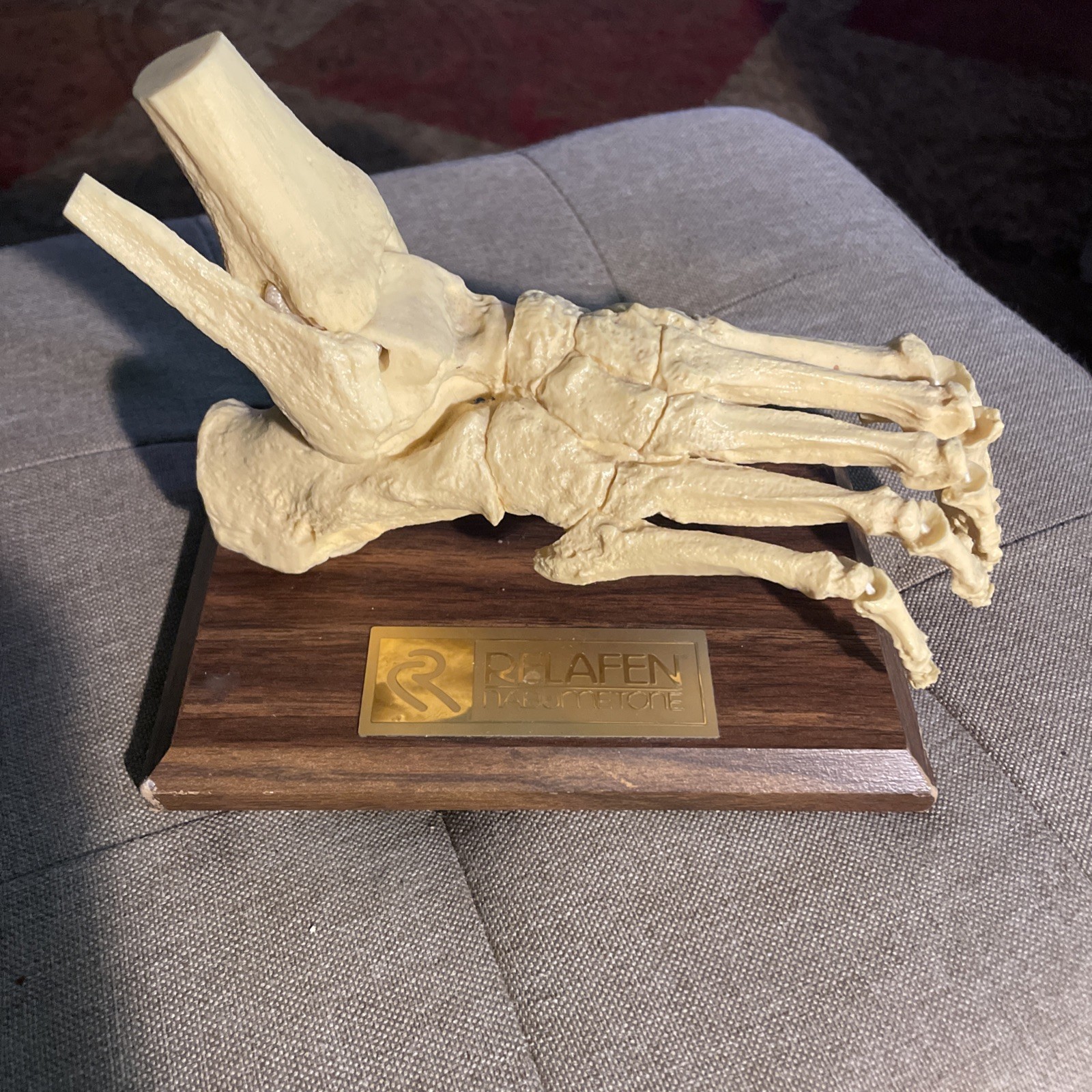 Foot BONES medical anatomical model dissection human anatomy Relafen nabumetone