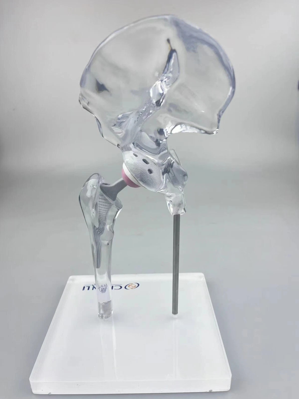 Artificial Shoulder Replacement Anatomical Model Knee Shoulder Elbow Joint Model