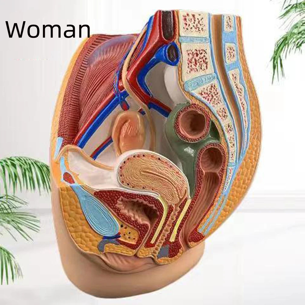 Medical Science Man Female Vagina Model Lifesize Median Sagittal Section