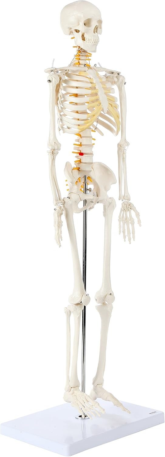 Miniature Human Skeleton Model with Metal Stand 31 Inch Removable Limbs Study