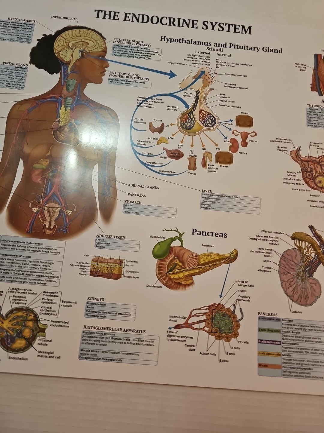 The Endocrine System 2 Sided Medical Poster 29.5″ x 17.5″ In. The Art Of Science