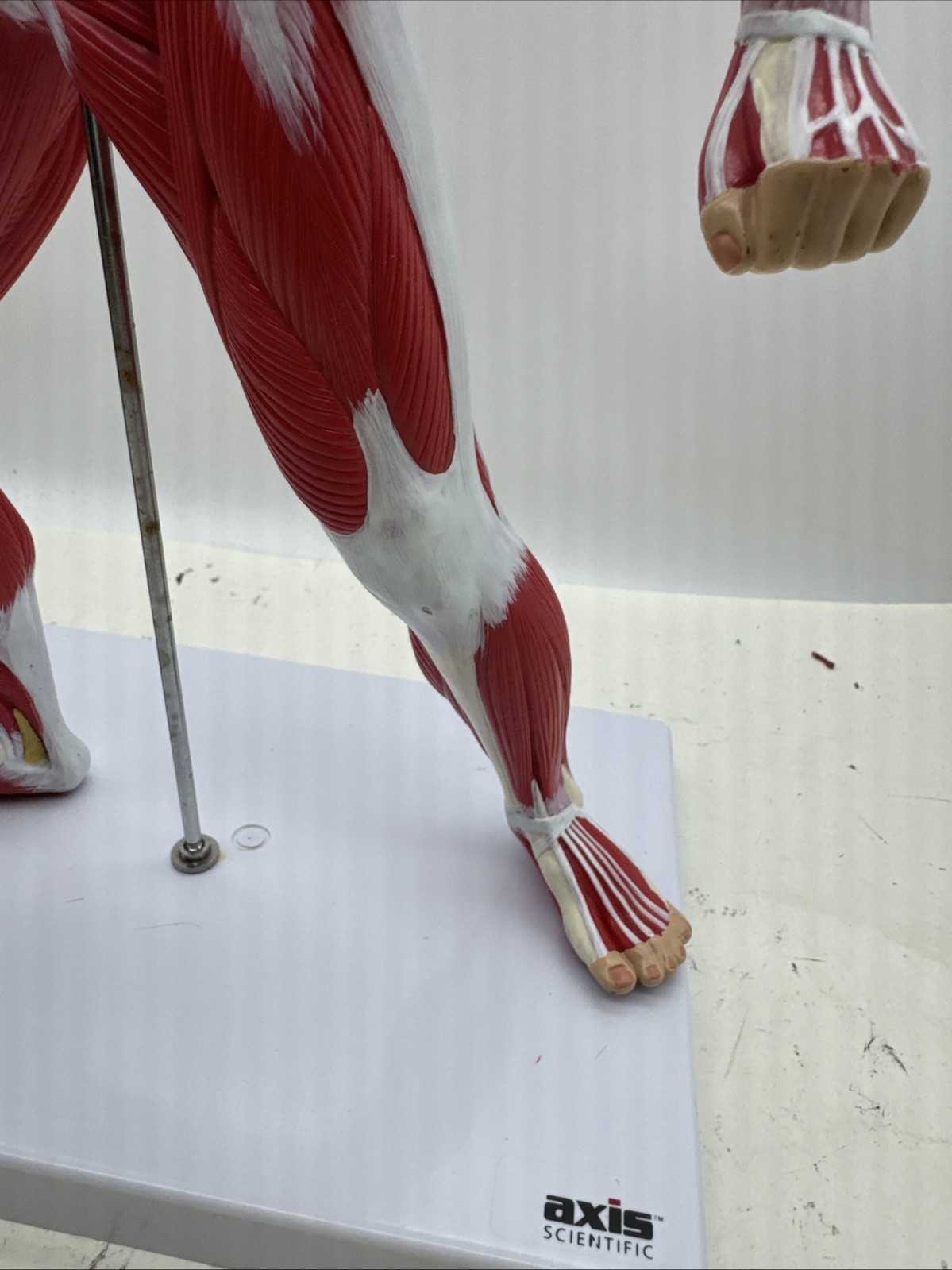 Wellden Muscular System Model, 20” Human Muscles Anatomy Axis Scientific (104)