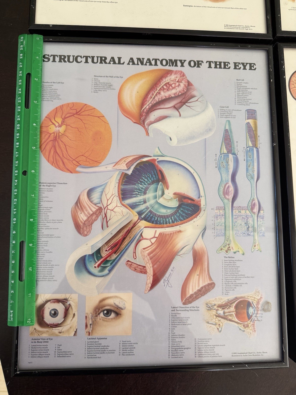 Vintage Anatomical Chart Company Framed Eye Art – 1986-92 – Set of 4 – Optometry
