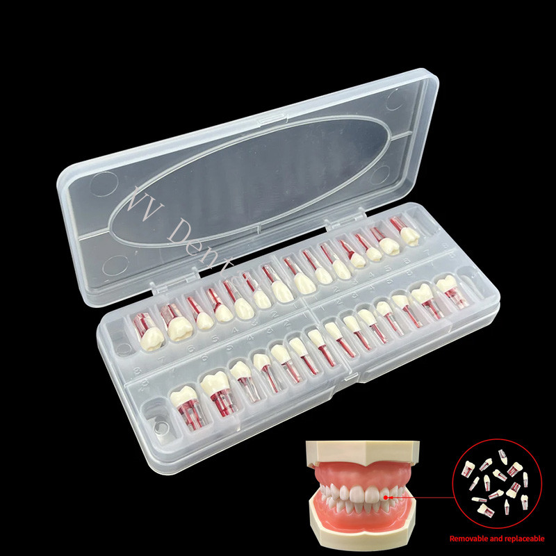 28pcs Dental Endodontic Teeth Model Full Mouth Root Canal Block Training Tooth