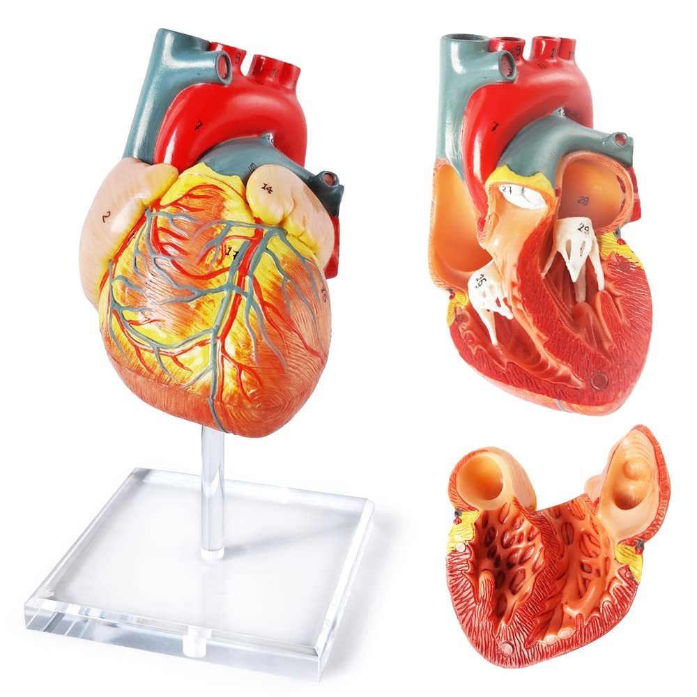 Human Heart Model For Anatomy, 2 – Part Heart Models Anatomy Life Size Medica…