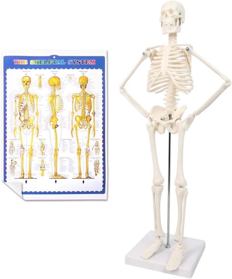 17.7 Inch Human Skeleton Model for Anatomy Study with Movable Limbs and Joints