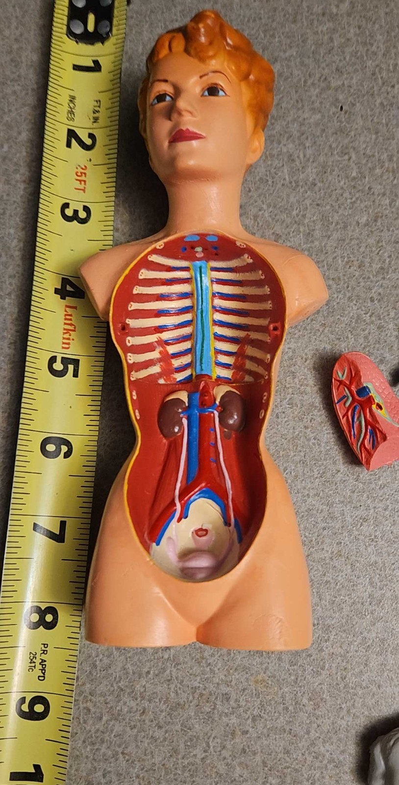 3-D Human WOMAN Anatomical Model 12 Part Doctor’s Office Student Teaching Doll