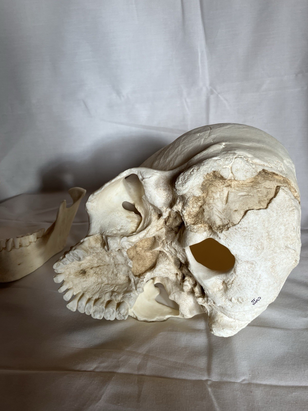 France casting southwestern indigenous skull replica