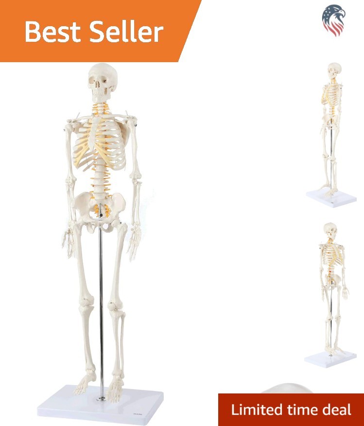 Miniature Human Skeleton Model with Metal Stand 31 Inch Removable Limbs Study
