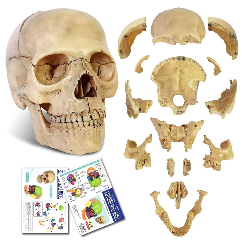 Nuevo modelo craneo anatomico despiezado modelo craneo medico humano Ensenanza