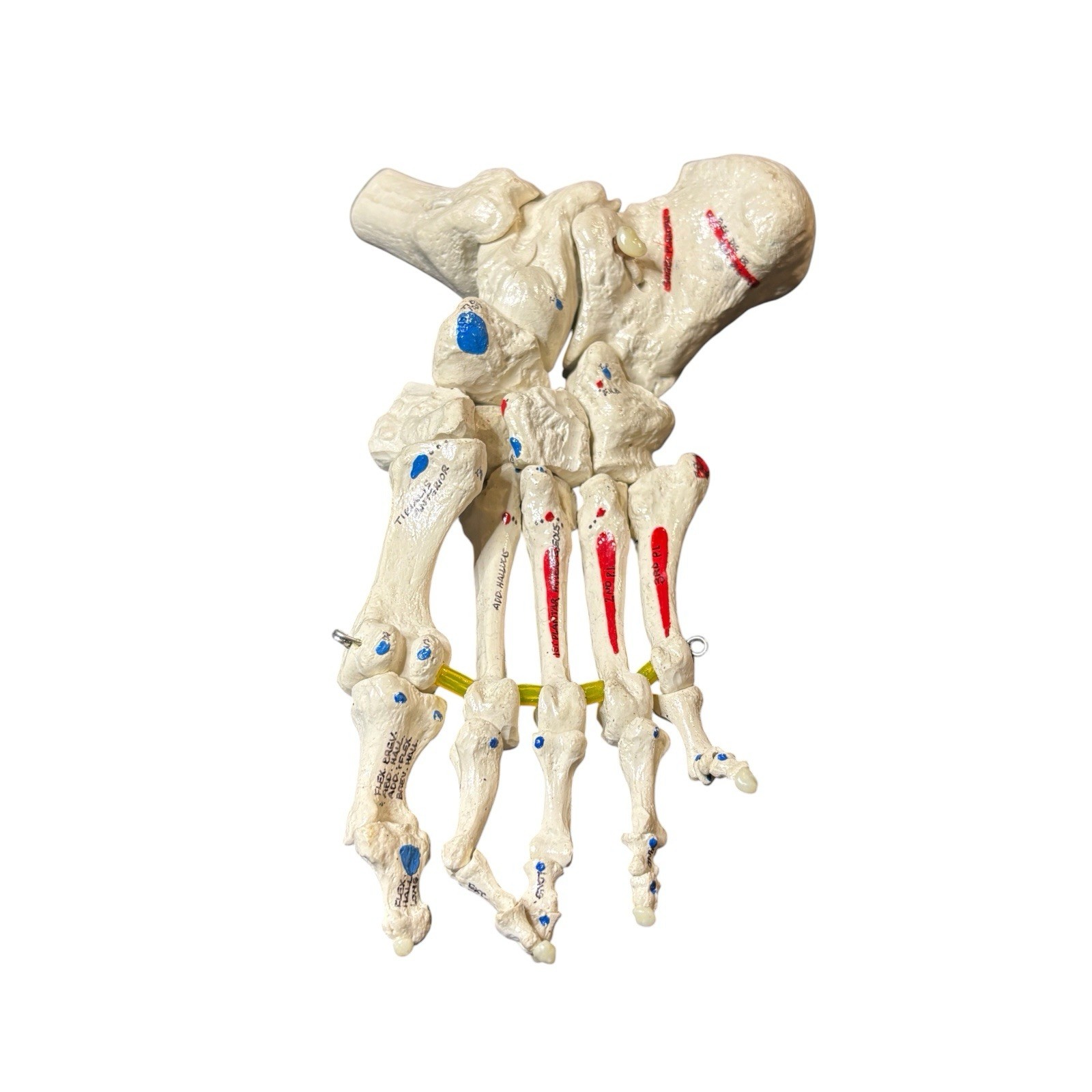 Medical Anatomical Model Human Foot Ankle Science Education Labeled Color Coded
