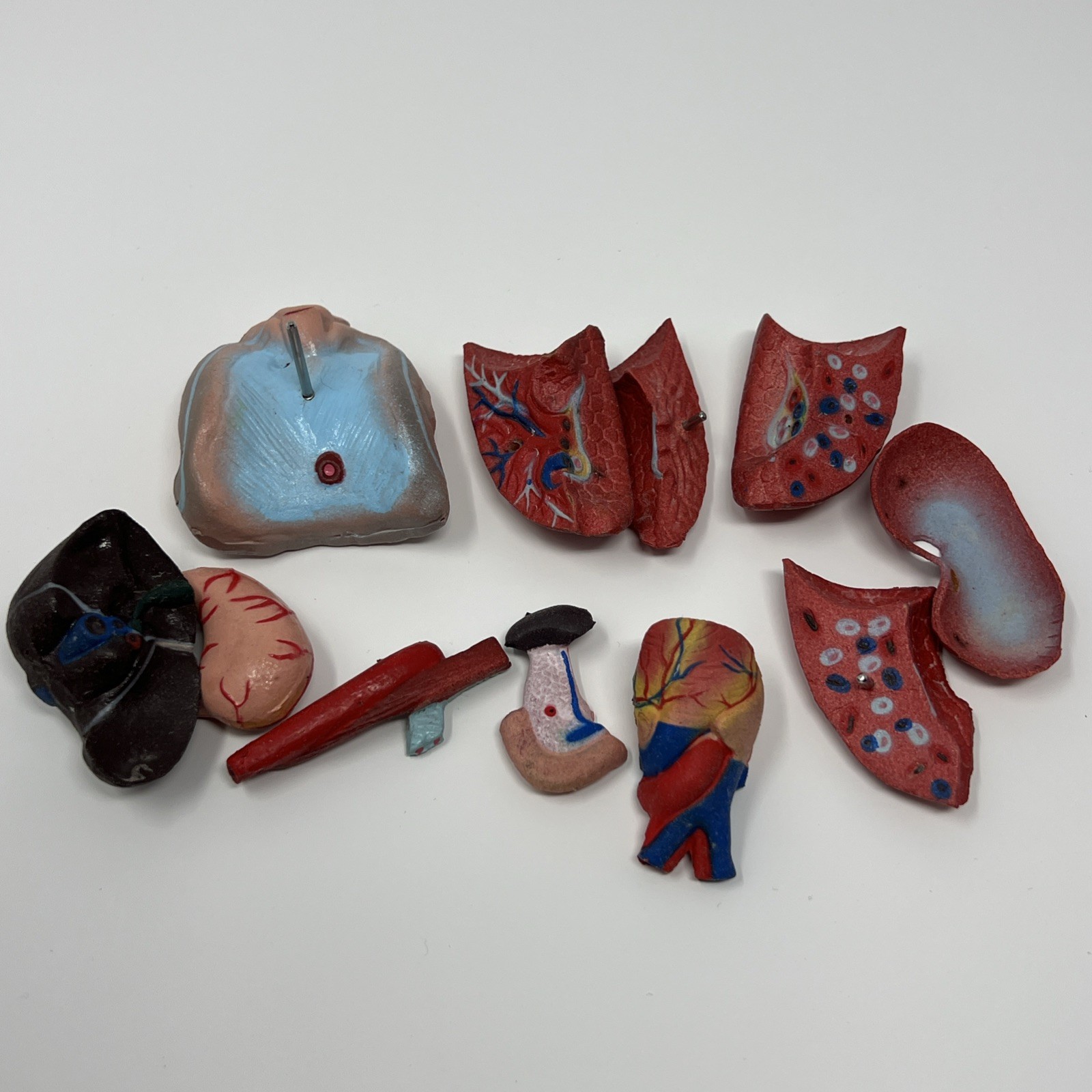 Human Body Medical Anatomy Model Classroom Nirvana In Utero Rubber Plastic Organ