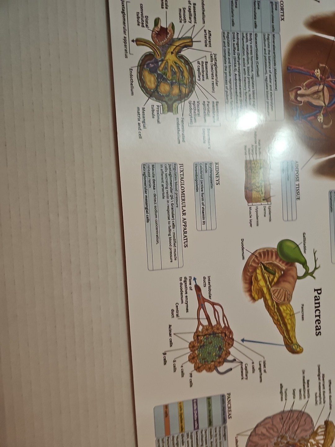 The Endocrine System 2 Sided Medical Poster 29.5″ x 17.5″ In. The Art Of Science