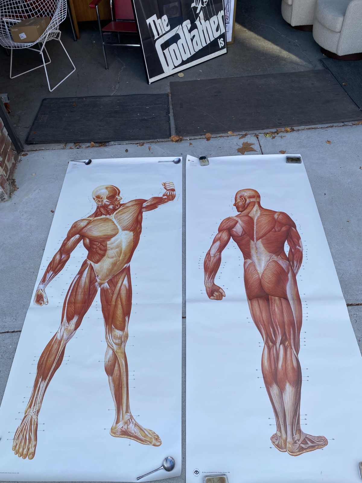 3 B Scientific GmbH Anatomical Muscles Poster Set