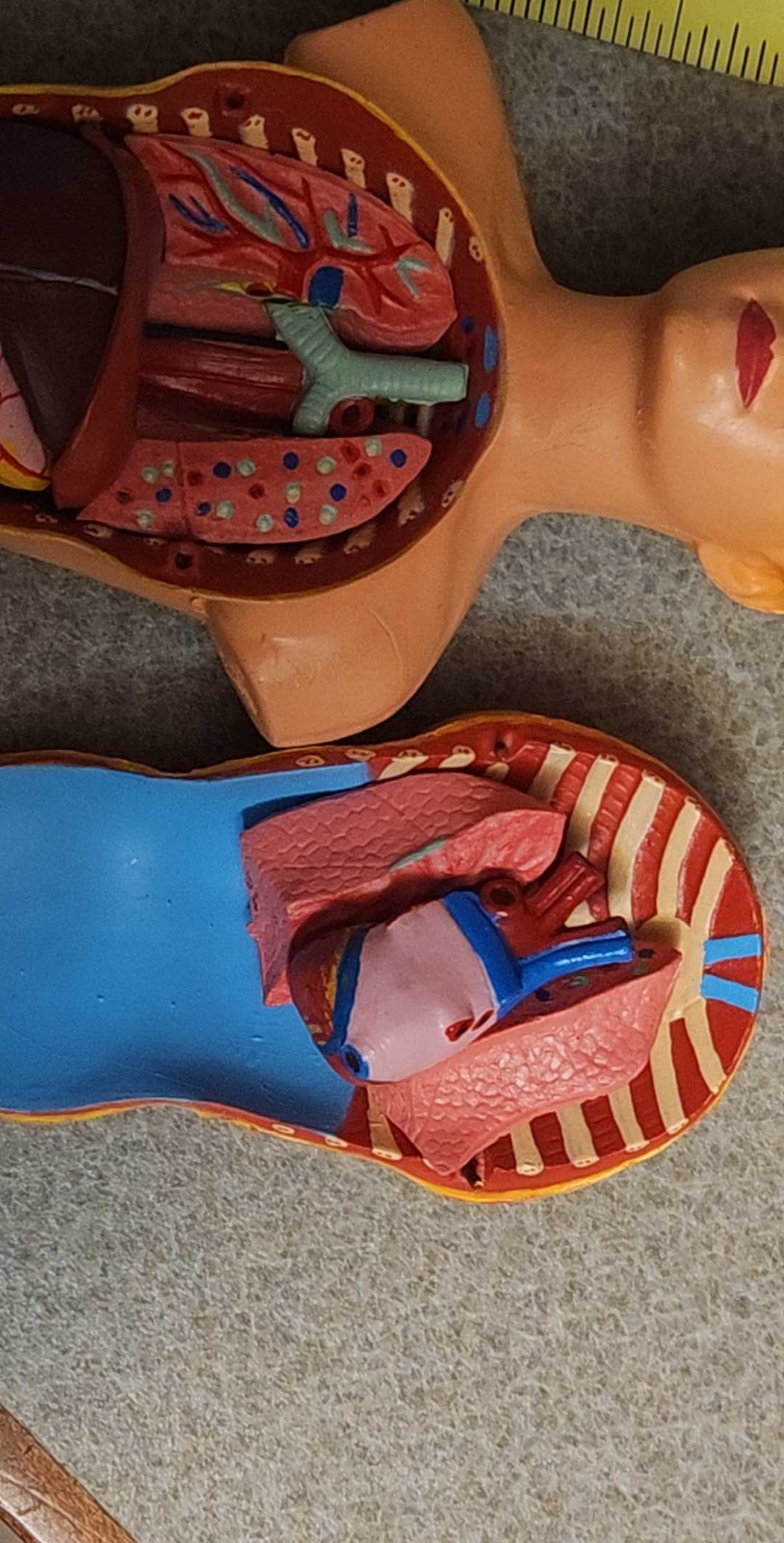 3-D Human WOMAN Anatomical Model 12 Part Doctor’s Office Student Teaching Doll