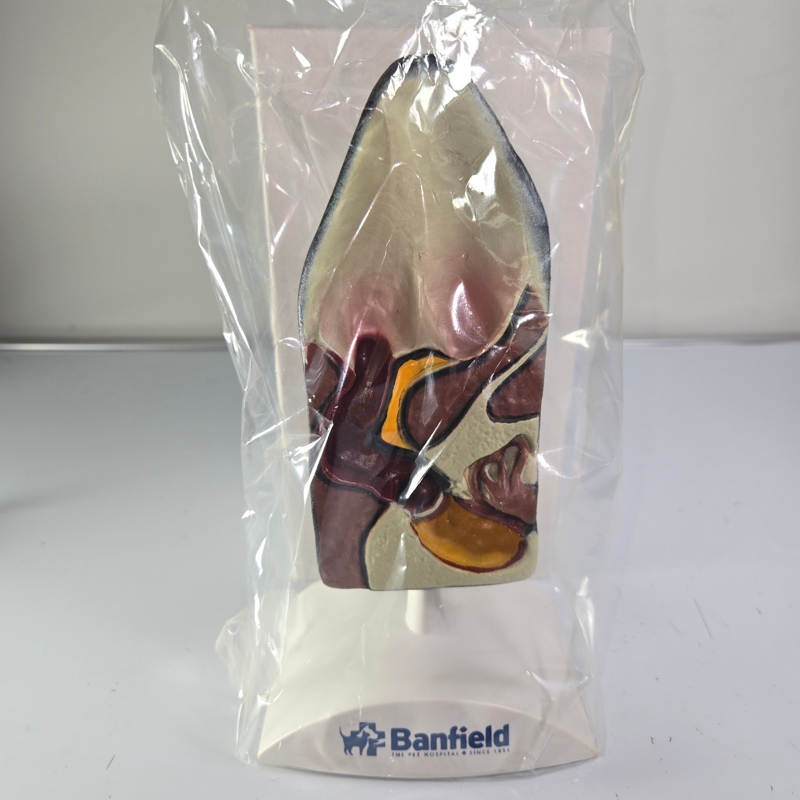 Banfield Ear Anatomy Model Educational Teaching Aid Medical Science