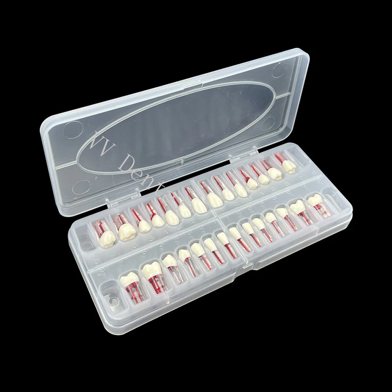 28pcs Dental Endodontic Teeth Model Full Mouth Root Canal Block Training Tooth