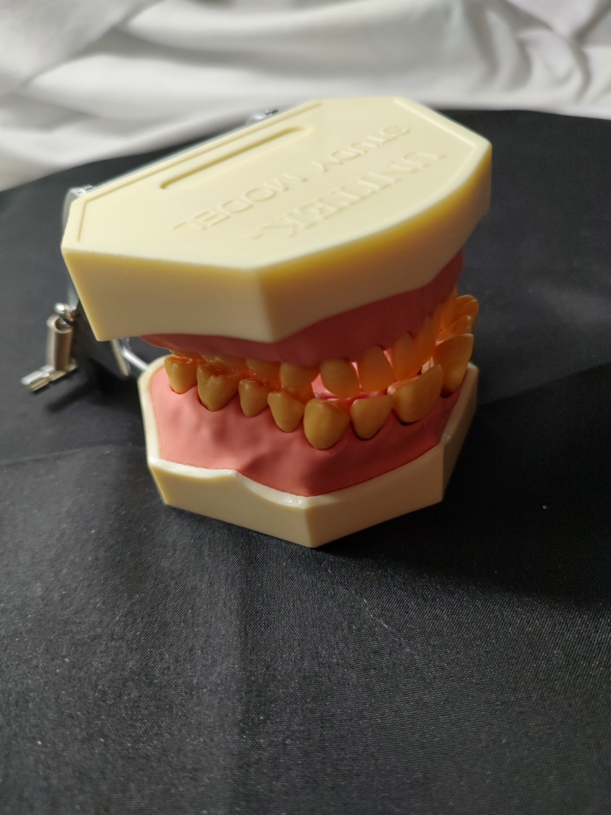 Halloween Scream Creepy Decor – Unitek Dental Teeth Model