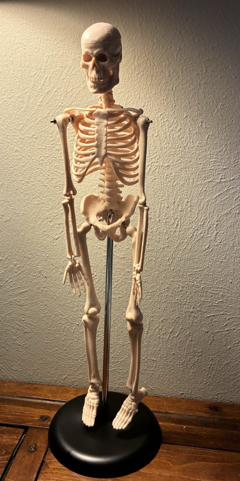 16.5 “ Anatomical Skeleton Model with Movable Arms Ideal for Teaching & Display