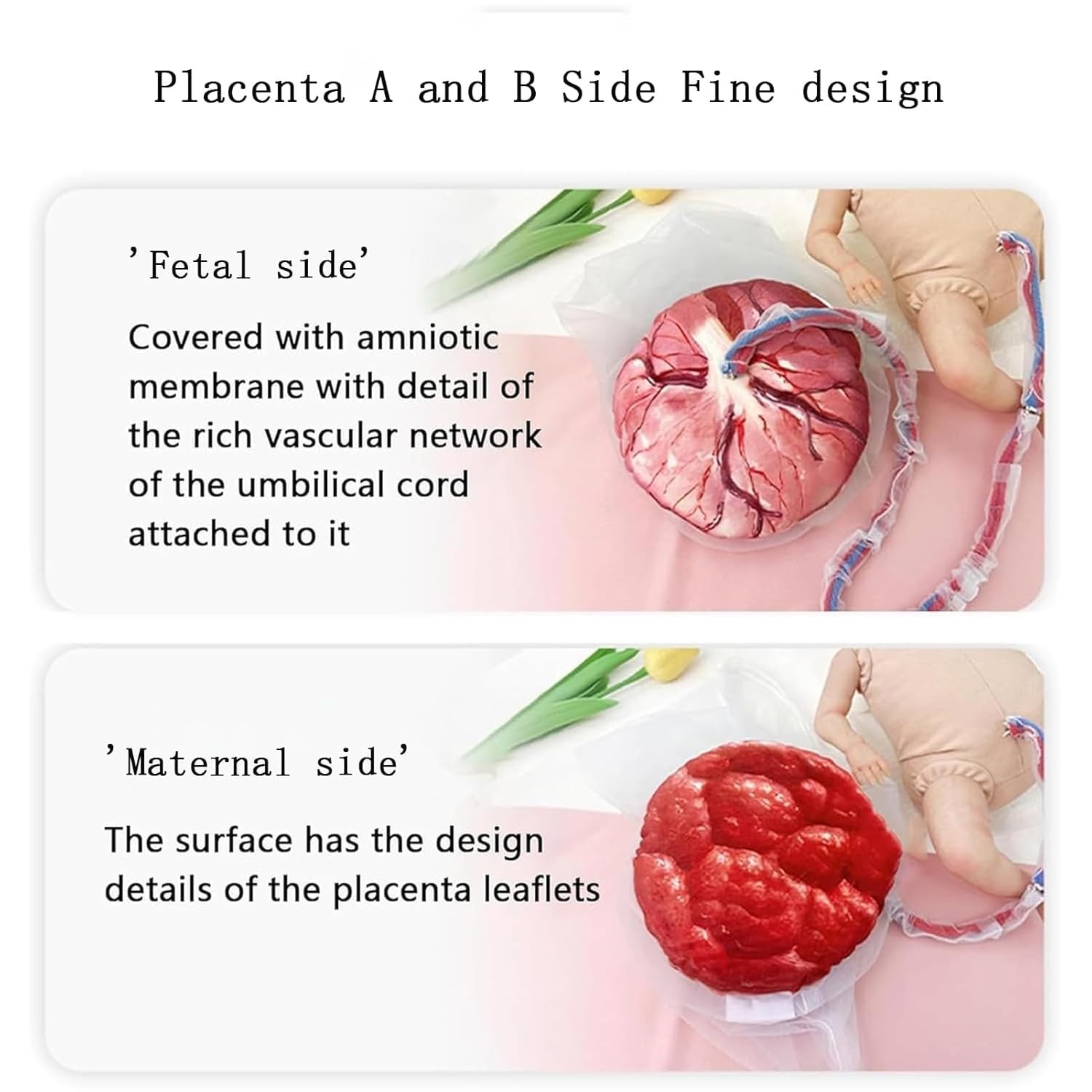 Female Childbirth Model Midwifery Training Pelvis Baby Birth Simulation Teaching