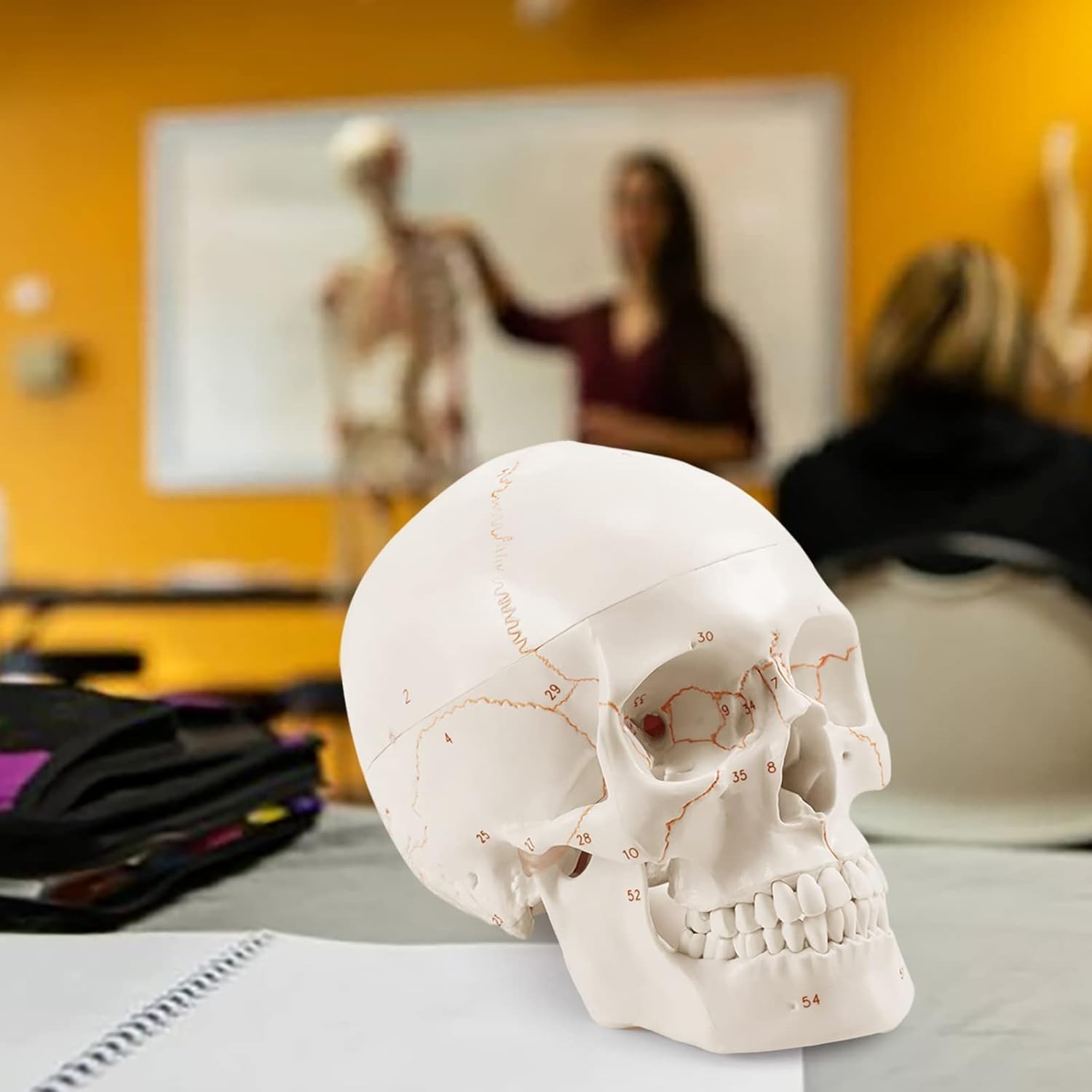 Fully Framed White Skull Anatomy Model – Ideal for Medical Learning Environments