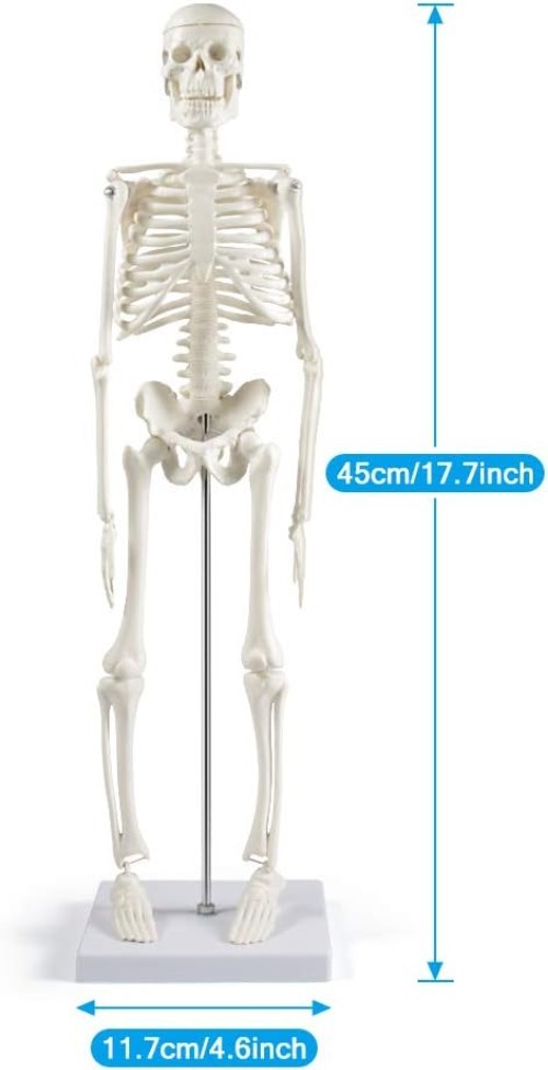 17” Anatomical Skeleton Model with Movable Arms Ideal for Teaching & Display