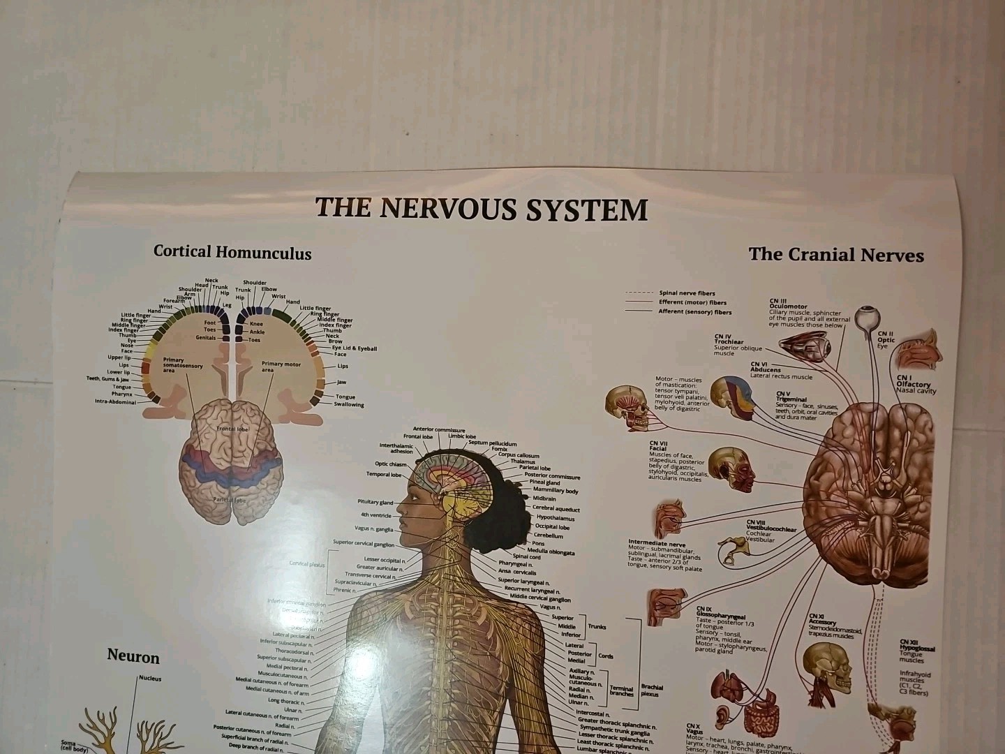 The Nervous System – 2 Sided Medical Poster 29.5″ x 17.5″ In. The Art Of Science