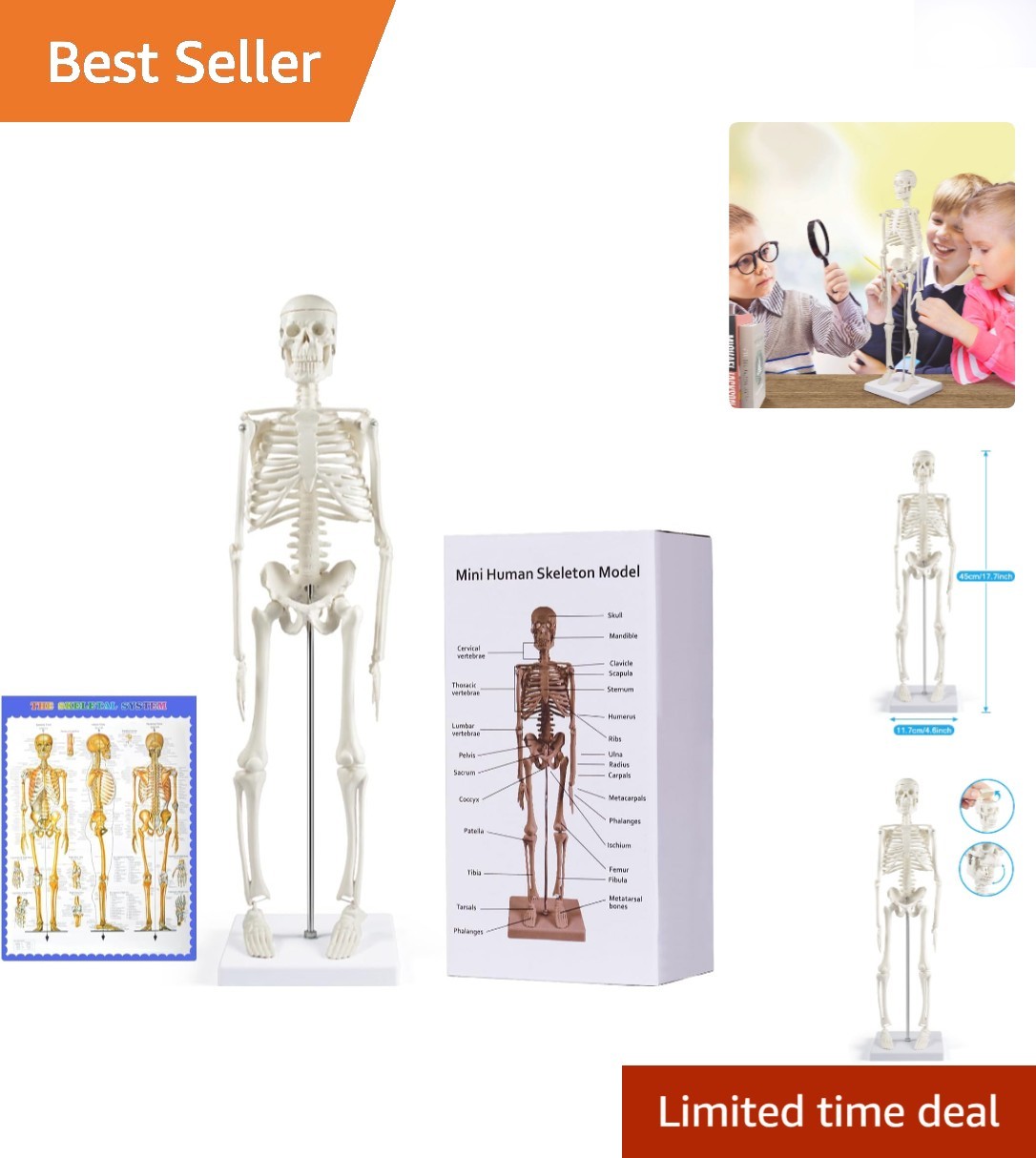 Realistic 17” Anatomy Skeleton Model with Movable Limbs for Educational Purposes