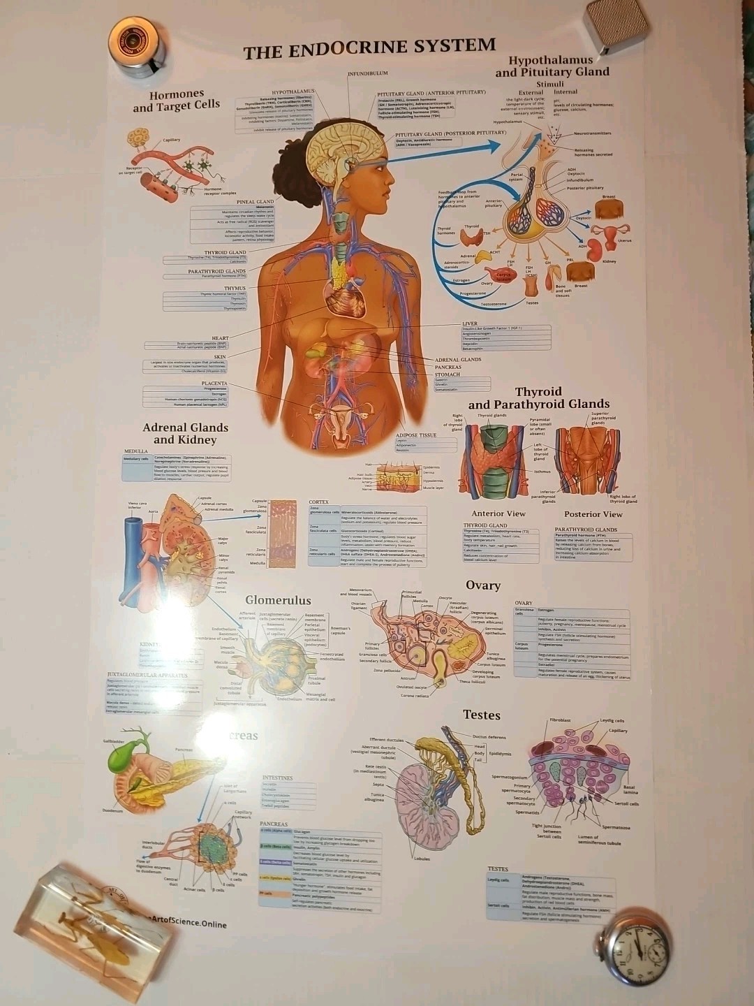 The Endocrine System 2 Sided Medical Poster 29.5″ x 17.5″ In. The Art Of Science