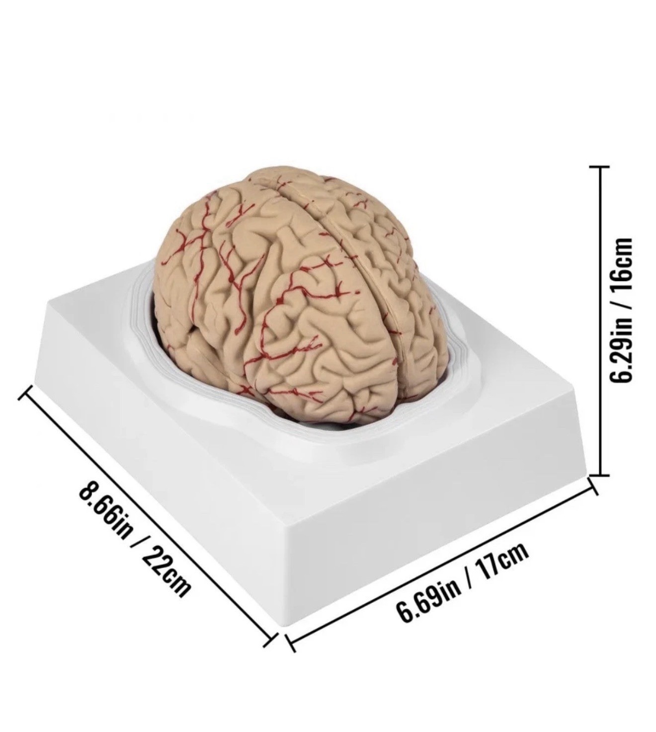 Human Brain Model Anatomical Anatomy Medical Teaching Education Study Science
